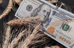 Мировые цены на пшеницу в ноябре выросли на 2,5% - превью
